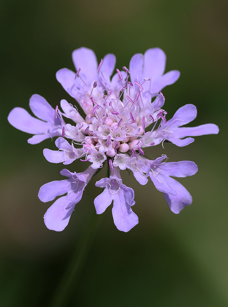 Small scabious